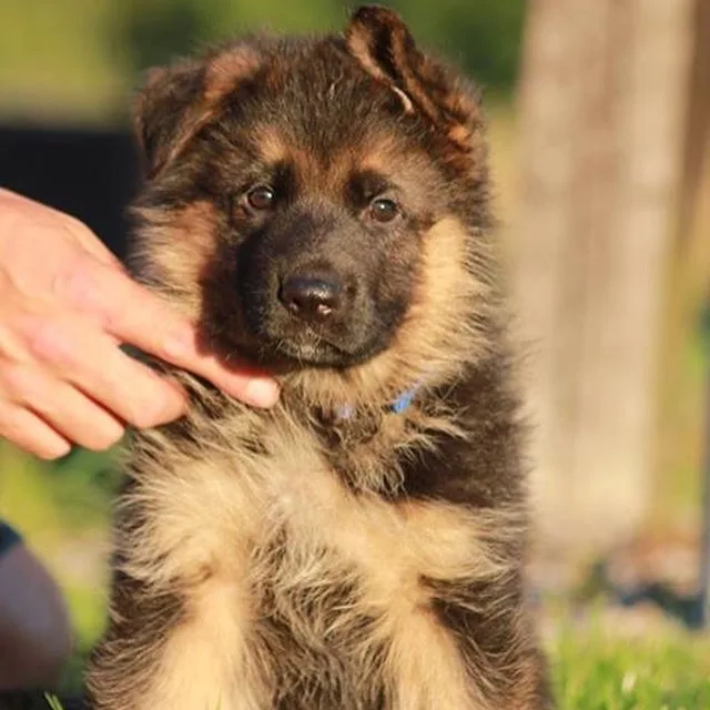 Kennel Trönderjycken - Sweden pet otel görseli 2