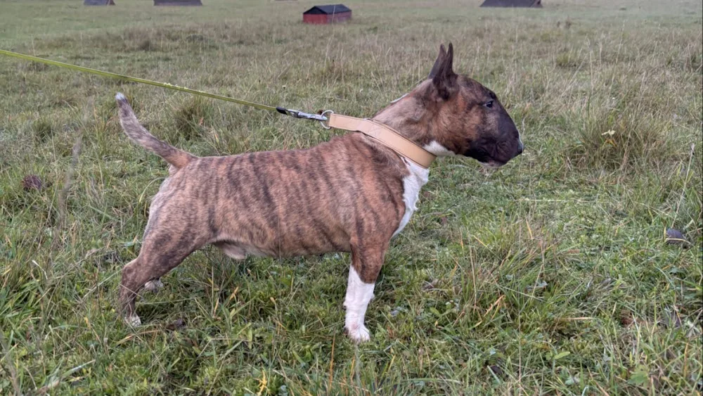 Tinybull's Kennel - Sweden pet otel