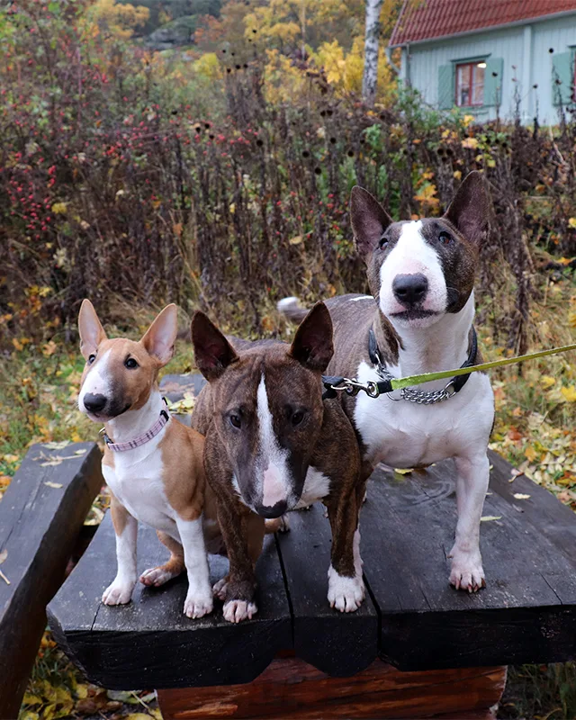 Tinybull's Kennel - Sweden pet otel görseli 3