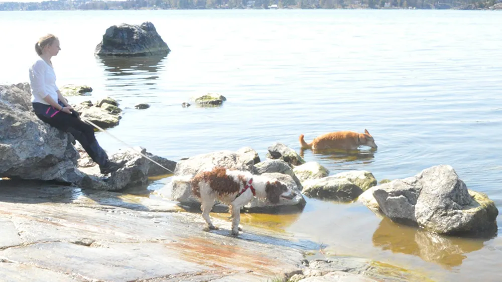 Värmdö hund- och kattpensionat - Sweden pet otel