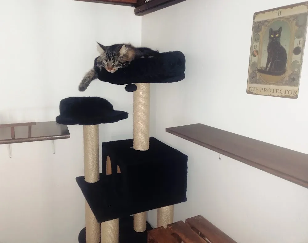 Château - Hôtel pour Chats et Cat Sitting - Switzerland pet otel görseli 2