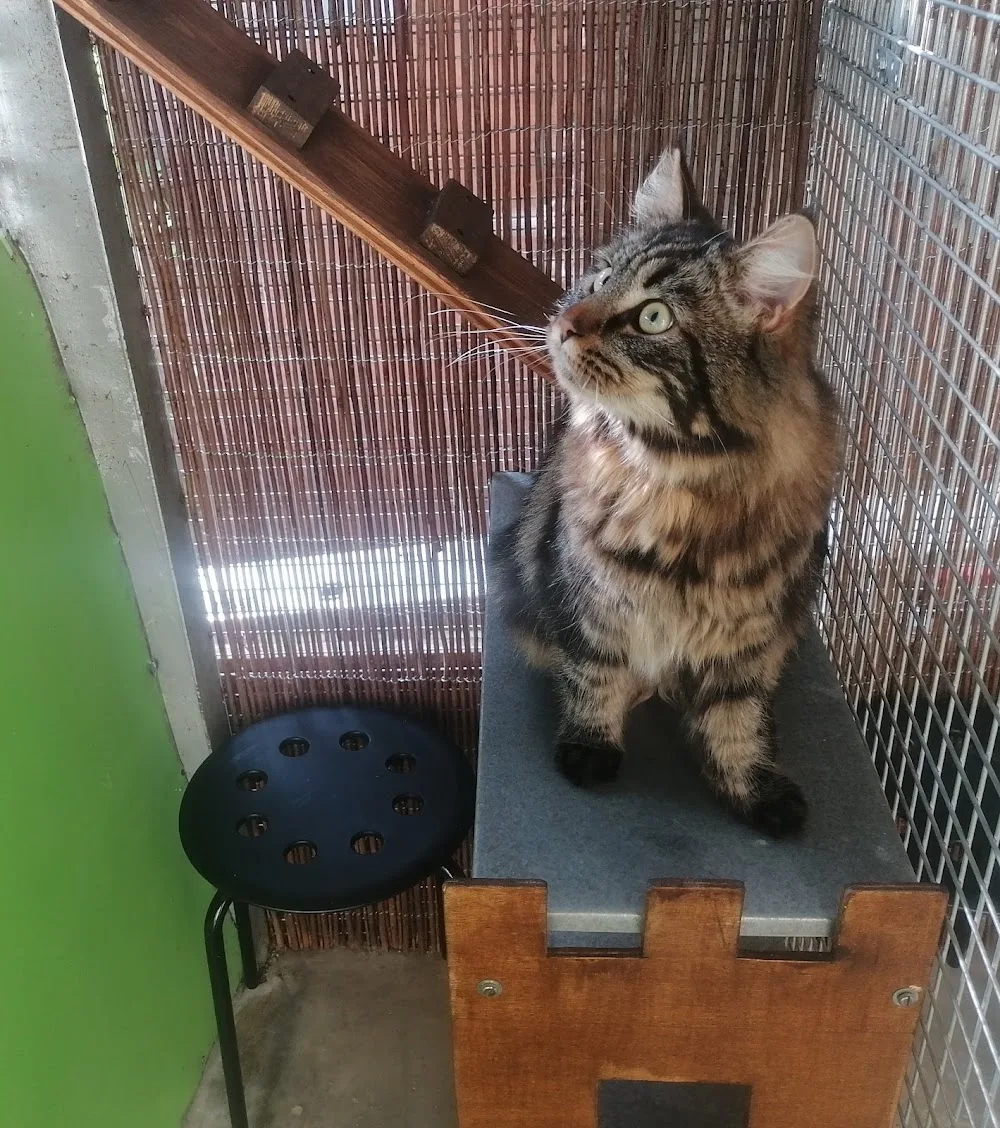 Château - Hôtel pour Chats et Cat Sitting - Switzerland pet otel görseli 3
