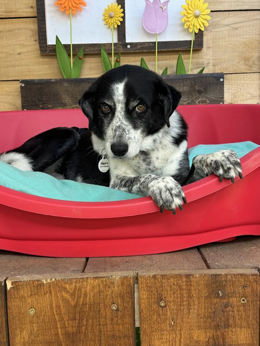 Hundeabenteuerland - Switzerland pet otel görseli 4
