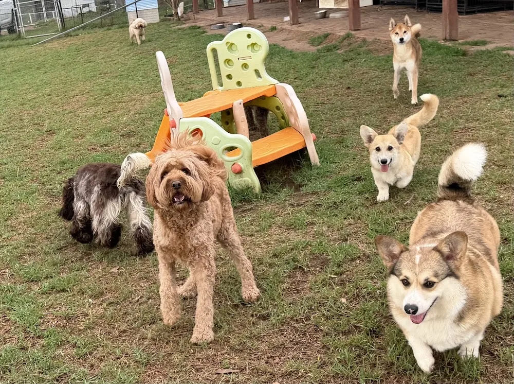 Casaloma Pet Resort - Sydney pet otel görseli 3