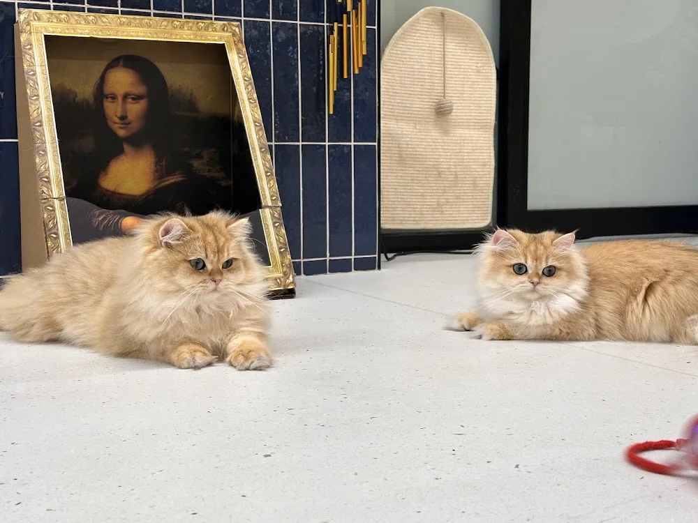 Cat House & Co - Sydney pet otel görseli 3
