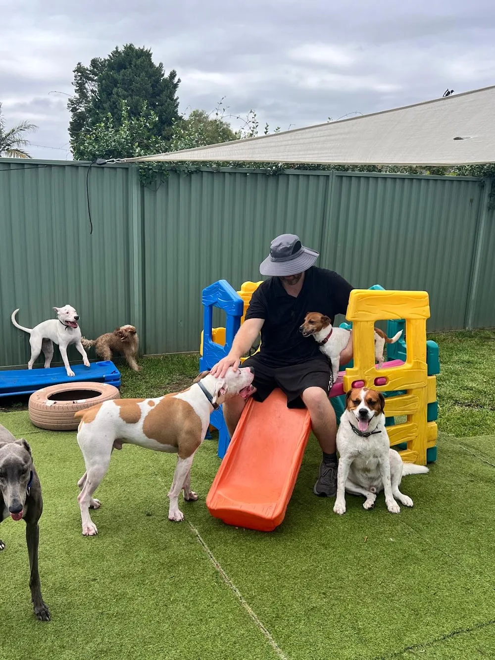 Dear Dog Daycare - Sydney pet otel görseli 3
