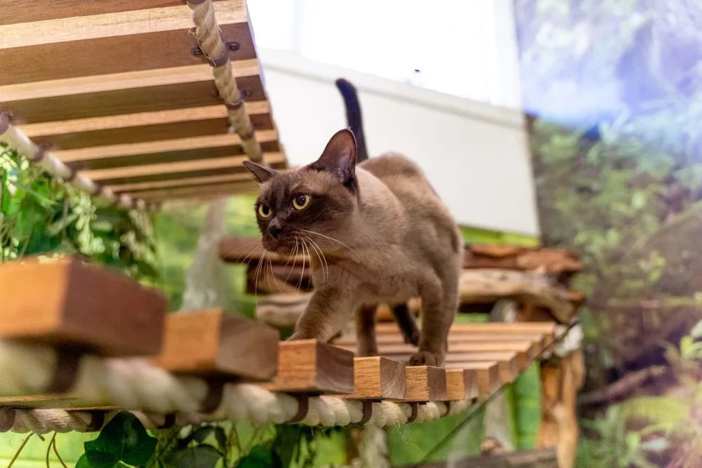 Divine Creatures Cat Boarding - Sydney pet otel görseli 2