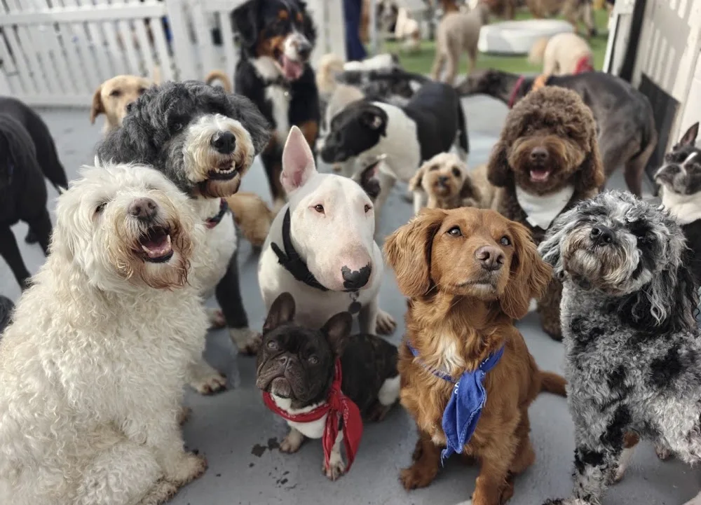 Dog Royalty - Dog Daycare Centre - Sydney pet otel