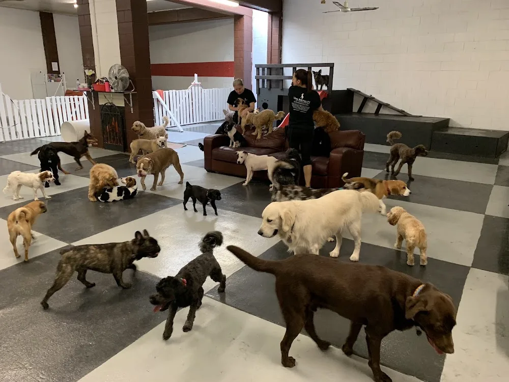 Dog Royalty - Sydney pet otel görseli 2
