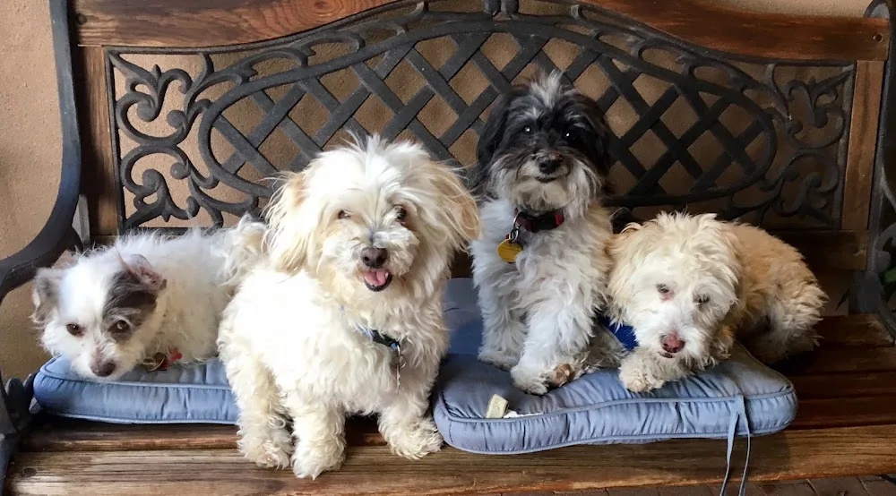 Doggy Day Care Sydney - Sydney pet otel görseli 2