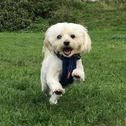 Doggy Day Care Sydney - Sydney pet otel görseli 4