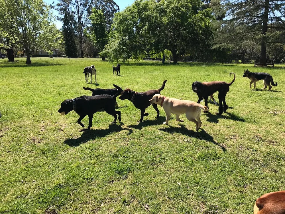 Doggy Farmstay - Sydney pet otel