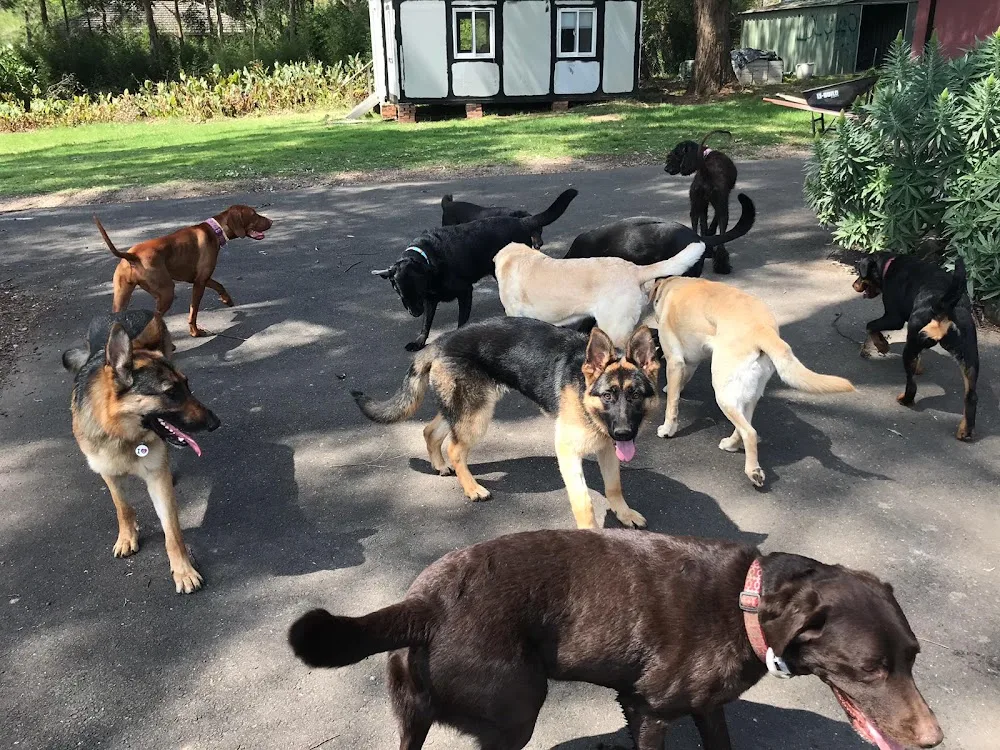 Doggy Farmstay - Sydney pet otel görseli 3