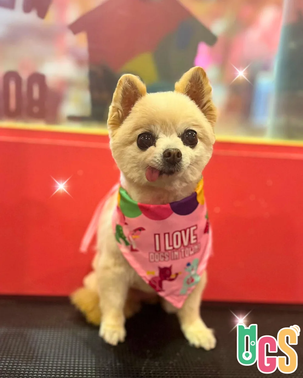 Dogs in Town - Sydney pet otel
