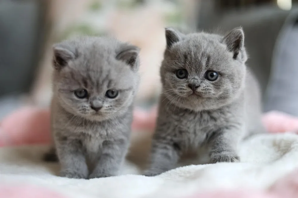 Furrytail Cattery - Sydney pet otel