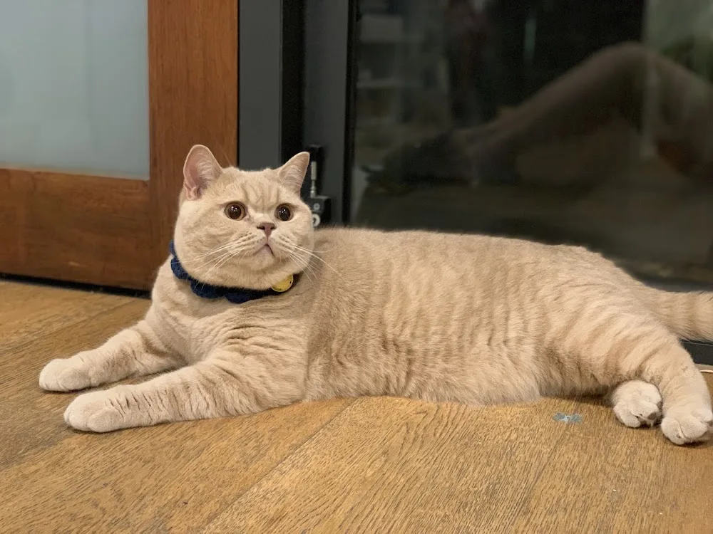 Furrytail Cattery - Sydney pet otel görseli 3