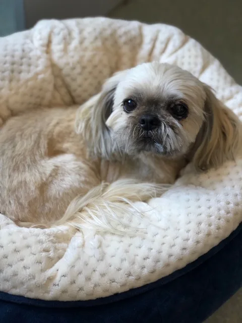 Hanrob Pet Hotel Sydney Airport - Sydney pet otel görseli 3