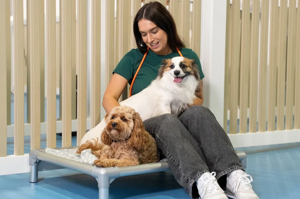 Kip Marrickville Dog Daycare & Boarding - Sydney pet otel