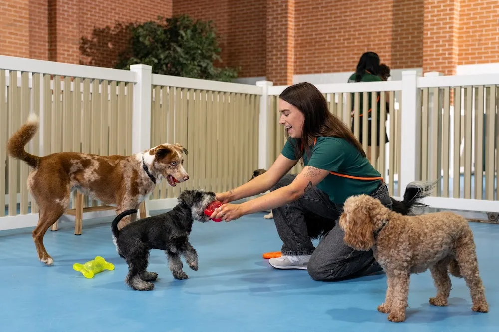 Kip Marrickville Dog Daycare & Boarding - Sydney pet otel görseli 3