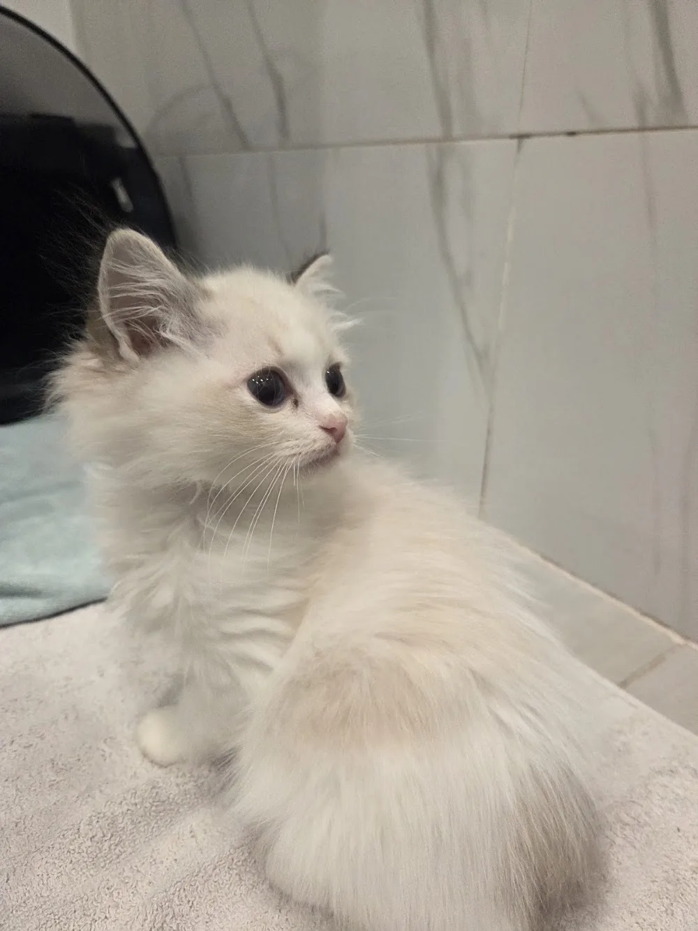 Kirei Ragdolls - Sydney pet otel görseli 2