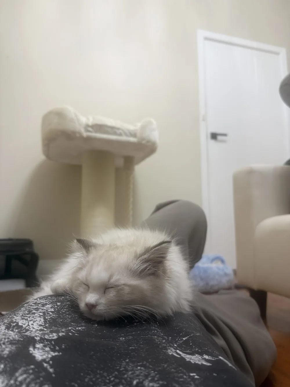 Kirei Ragdolls - Sydney pet otel görseli 3