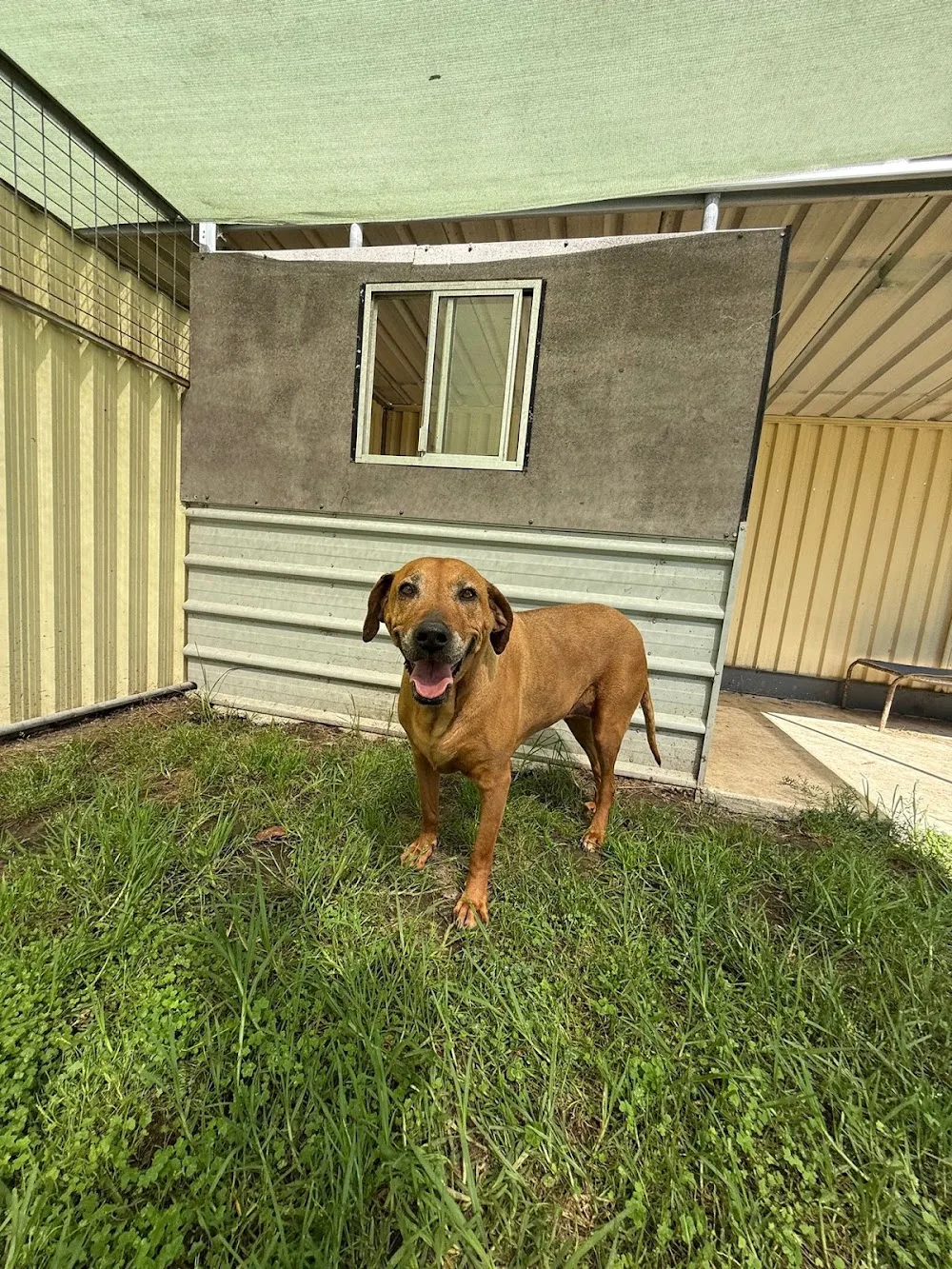 Meadowmist Boarding Kennels & Cattery Pty.Ltd - Sydney pet otel