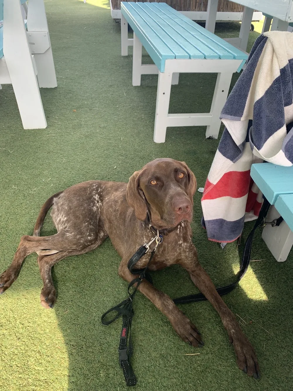 Meadowmist Boarding Kennels & Cattery Pty.Ltd - Sydney pet otel görseli 3