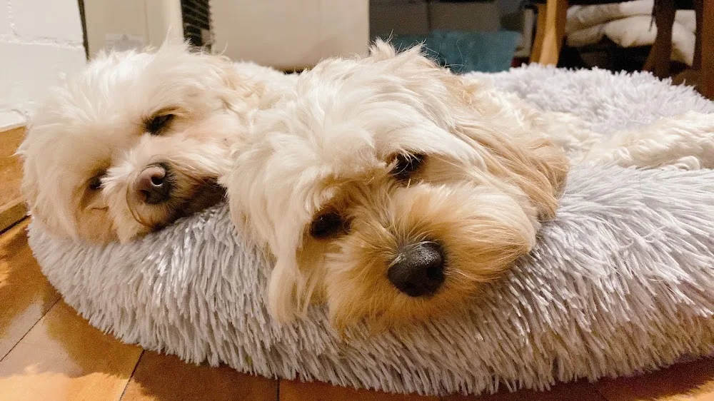 My Dog BNB - sydney dog boarding - Sydney pet otel görseli 2