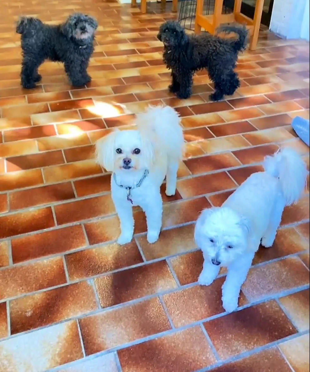 My Dog BNB - sydney dog boarding - Sydney pet otel görseli 3