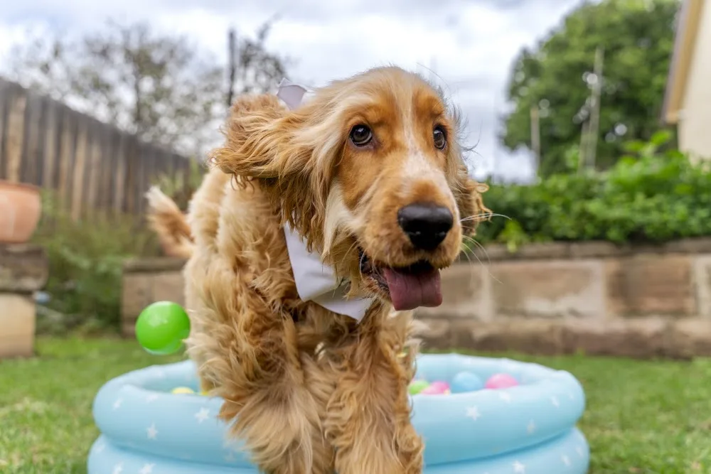 Pet Paradise Sydney Pet Boarding - Sydney pet otel