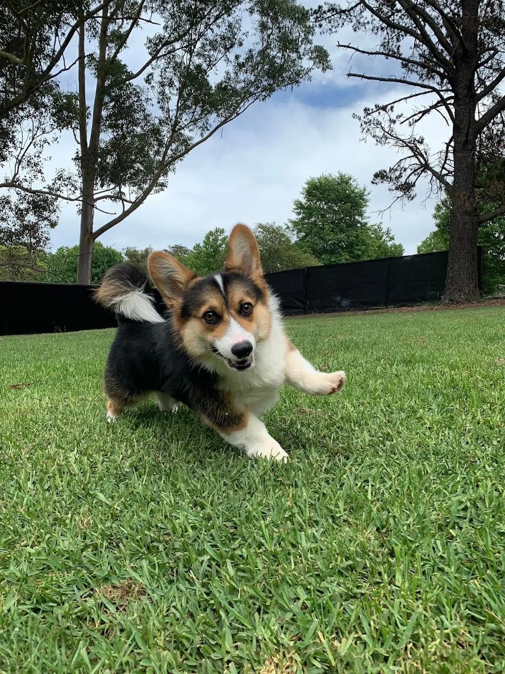 Petite pets - Sydney pet otel görseli 2