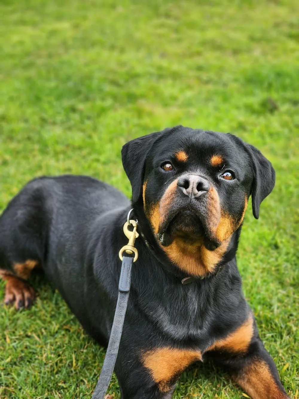 Pets Training & Boarding | Sydney's Premier Pet Boarding Retreat - Sydney pet otel görseli 3