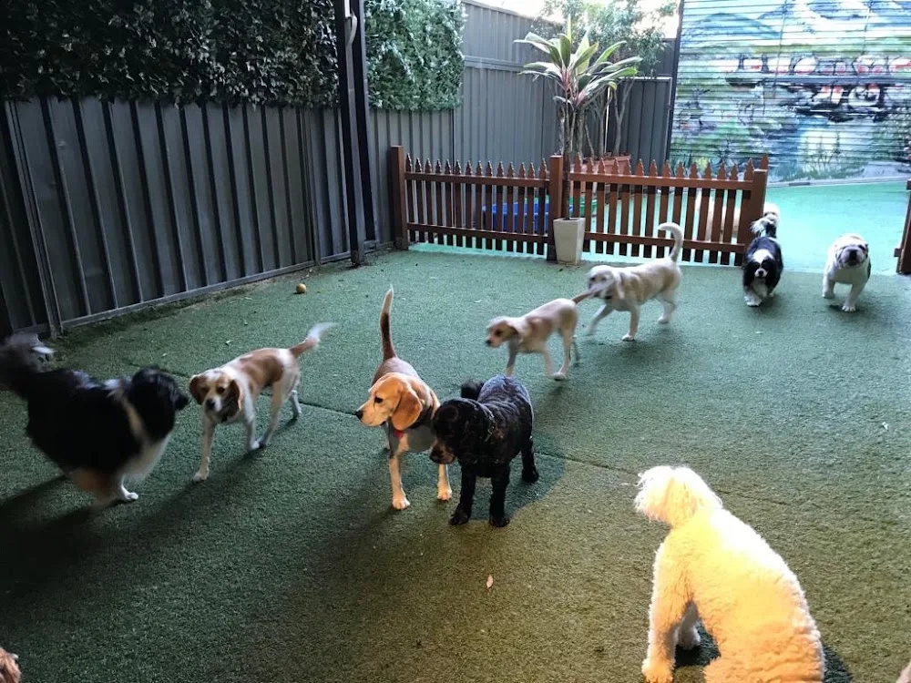 Spoilt Rotten Dogs - Sydney pet otel