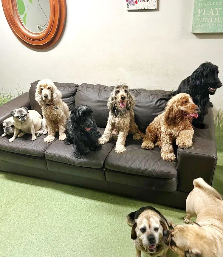 Spoilt Rotten Dogs - Sydney pet otel görseli 3
