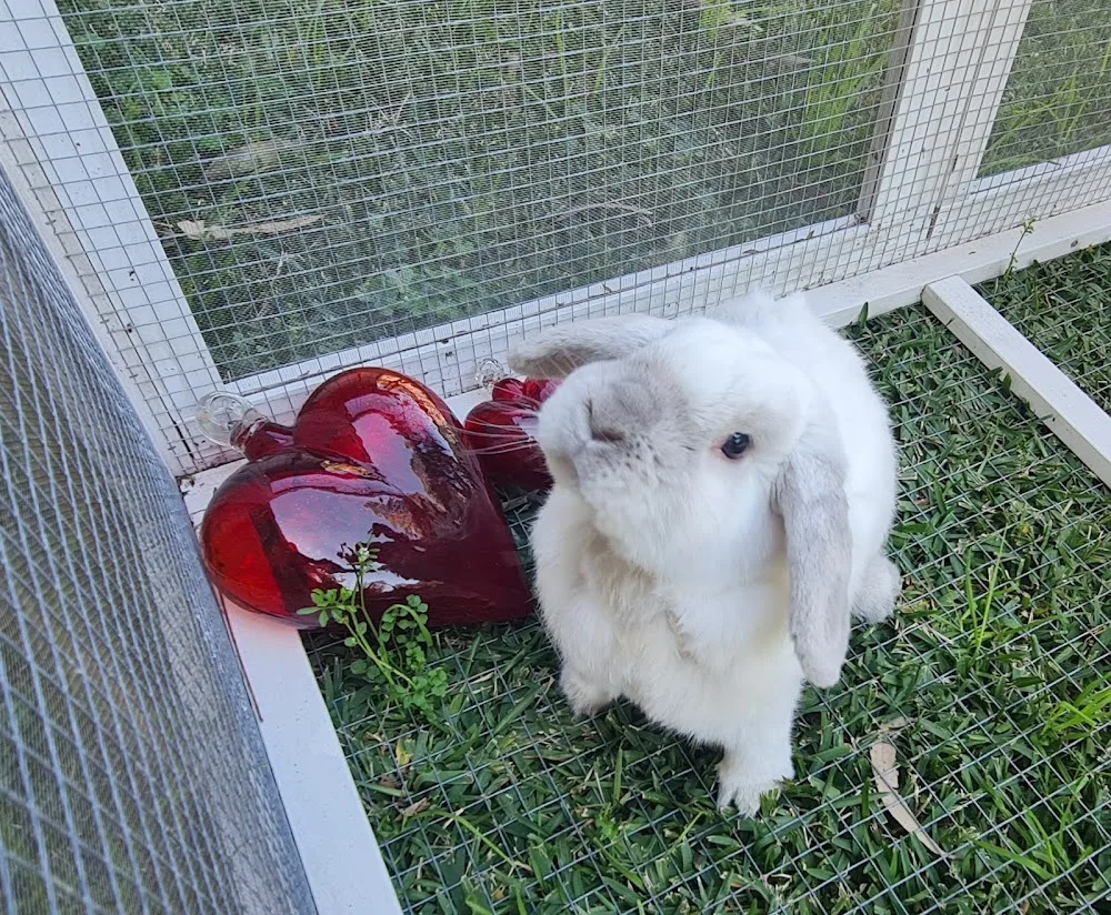 Teddy and Cheeky Cat and Rabbit Boarding - Sydney pet otel görseli 3