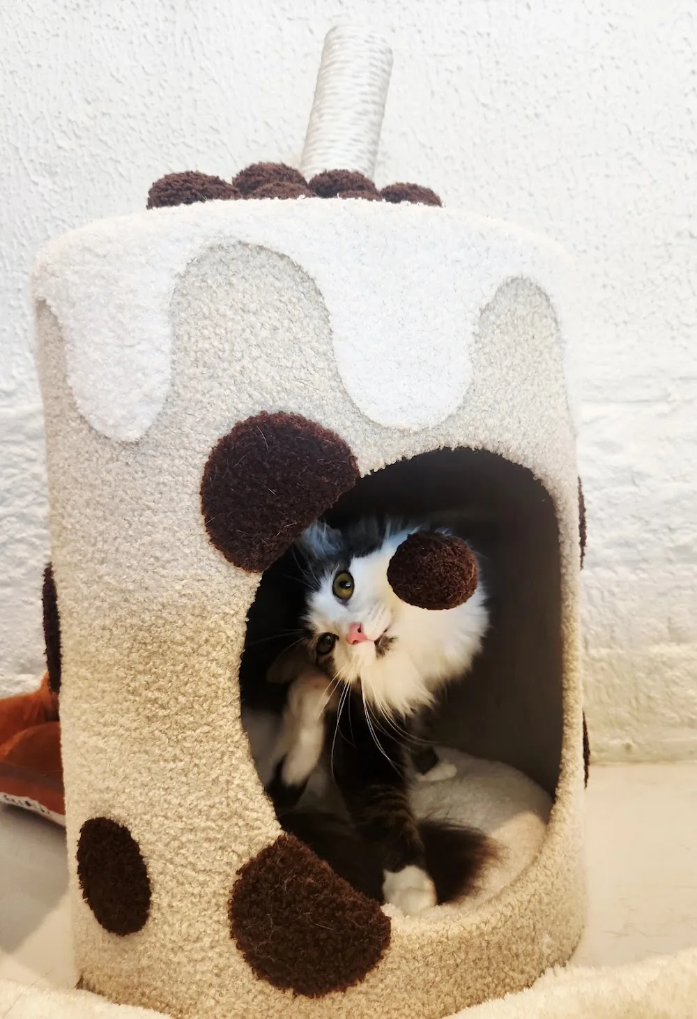Whiskered Away - Sydney pet otel görseli 3