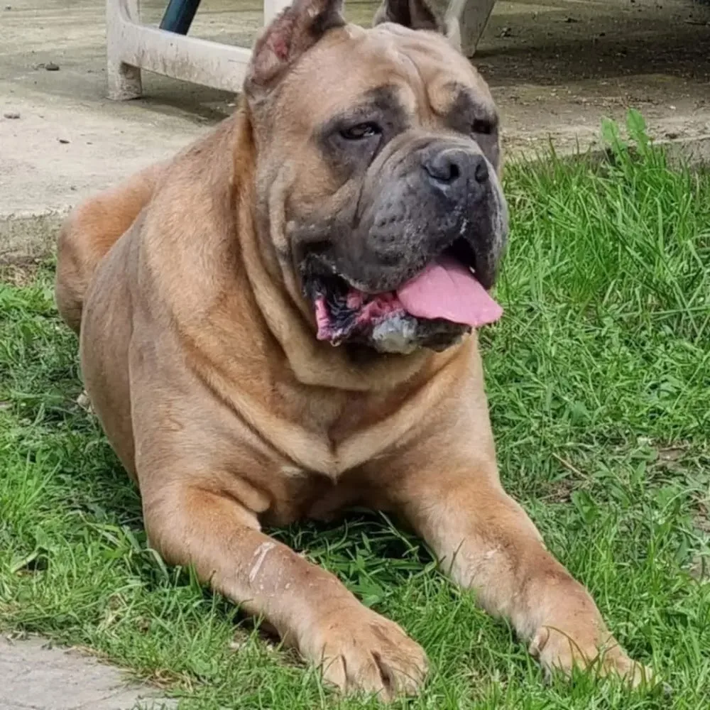 Cornelius Nero kennel - Szabolcs-Szatmár-Bereg County pet otel