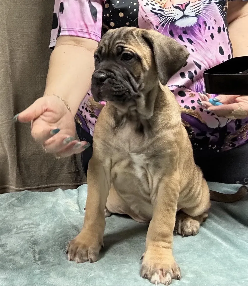 Cornelius Nero kennel - Szabolcs-Szatmár-Bereg County pet otel görseli 3
