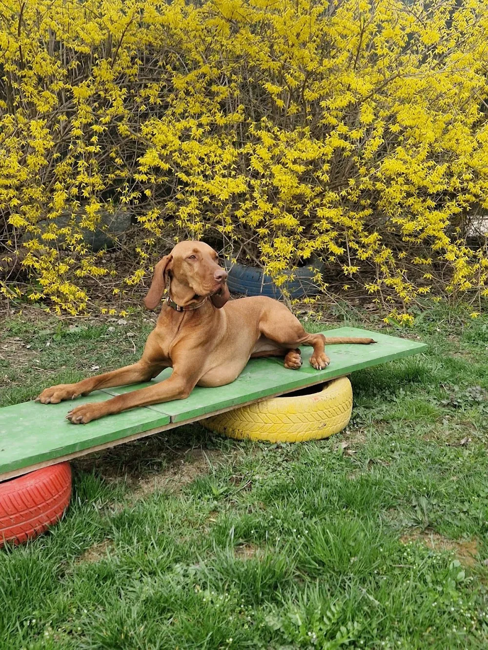 Doxity - Szabolcs-Szatmár-Bereg County pet otel
