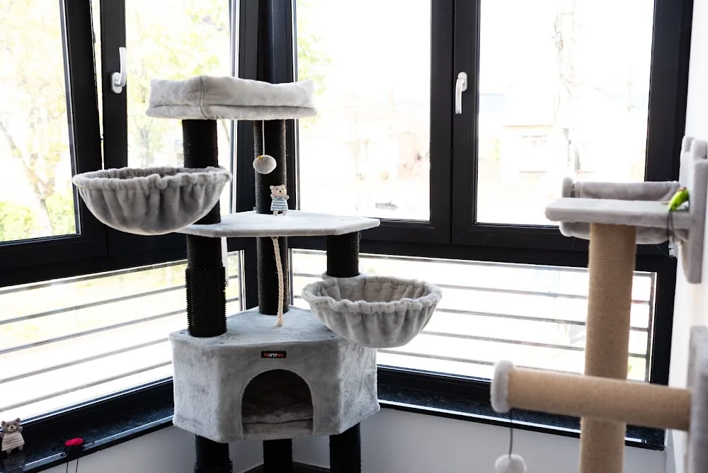 Hotel Pisici Satu Mare VetStar - Szabolcs-Szatmár-Bereg County pet otel