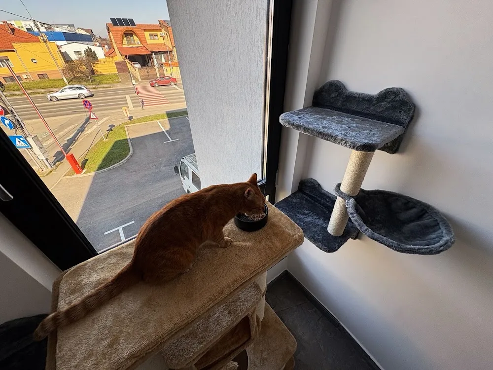 Hotel Pisici Satu Mare VetStar - Szabolcs-Szatmár-Bereg County pet otel görseli 3