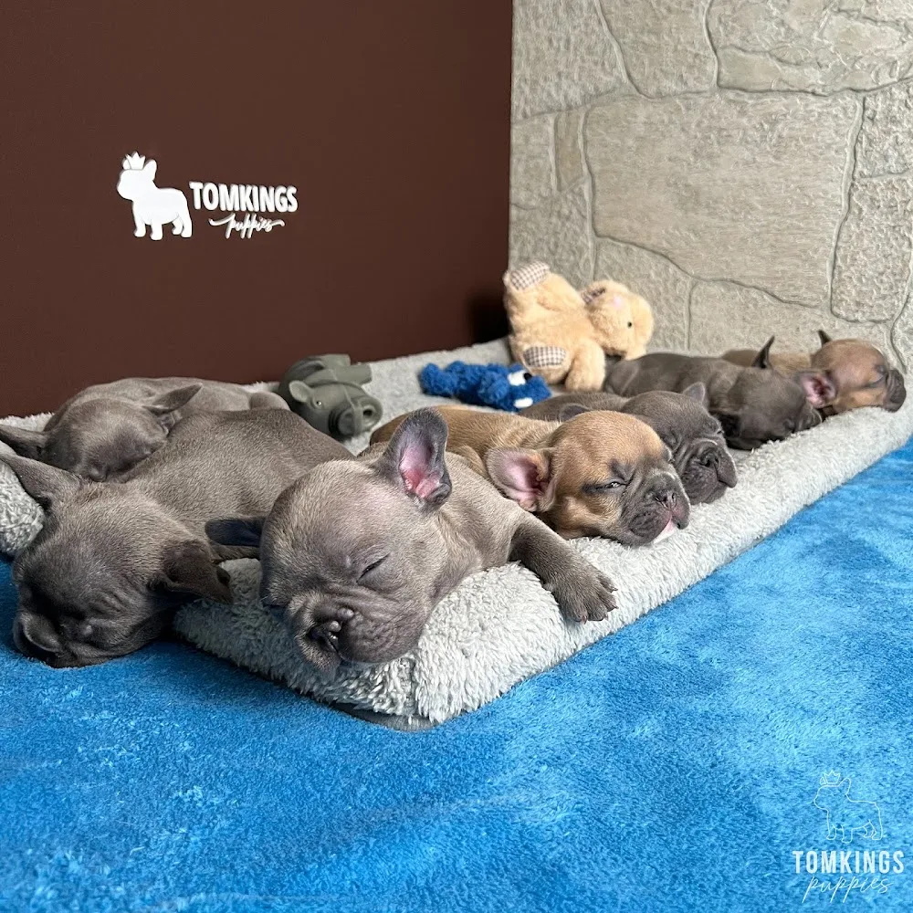 TomKings French Bulldog Kennel - New York - Szeged pet otel görseli 3