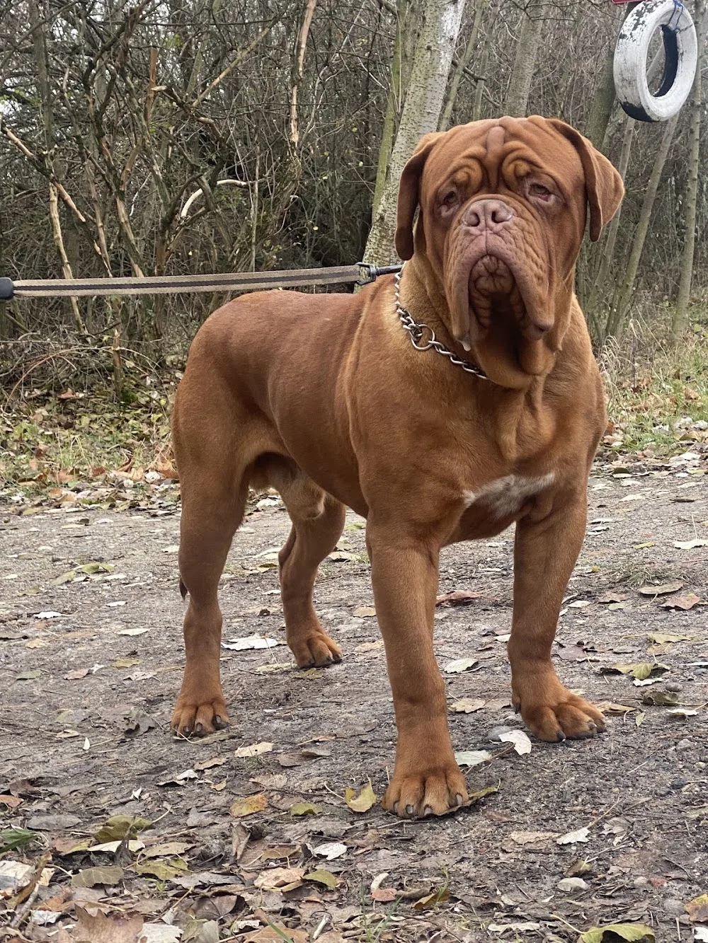 White-BullBordeaux kutya Kennel Dezső Petrény - Szeged pet otel
