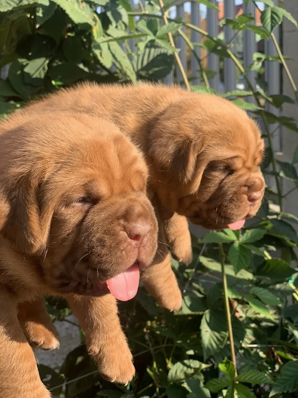 White-BullBordeaux kutya Kennel Dezső Petrény - Szeged pet otel görseli 3