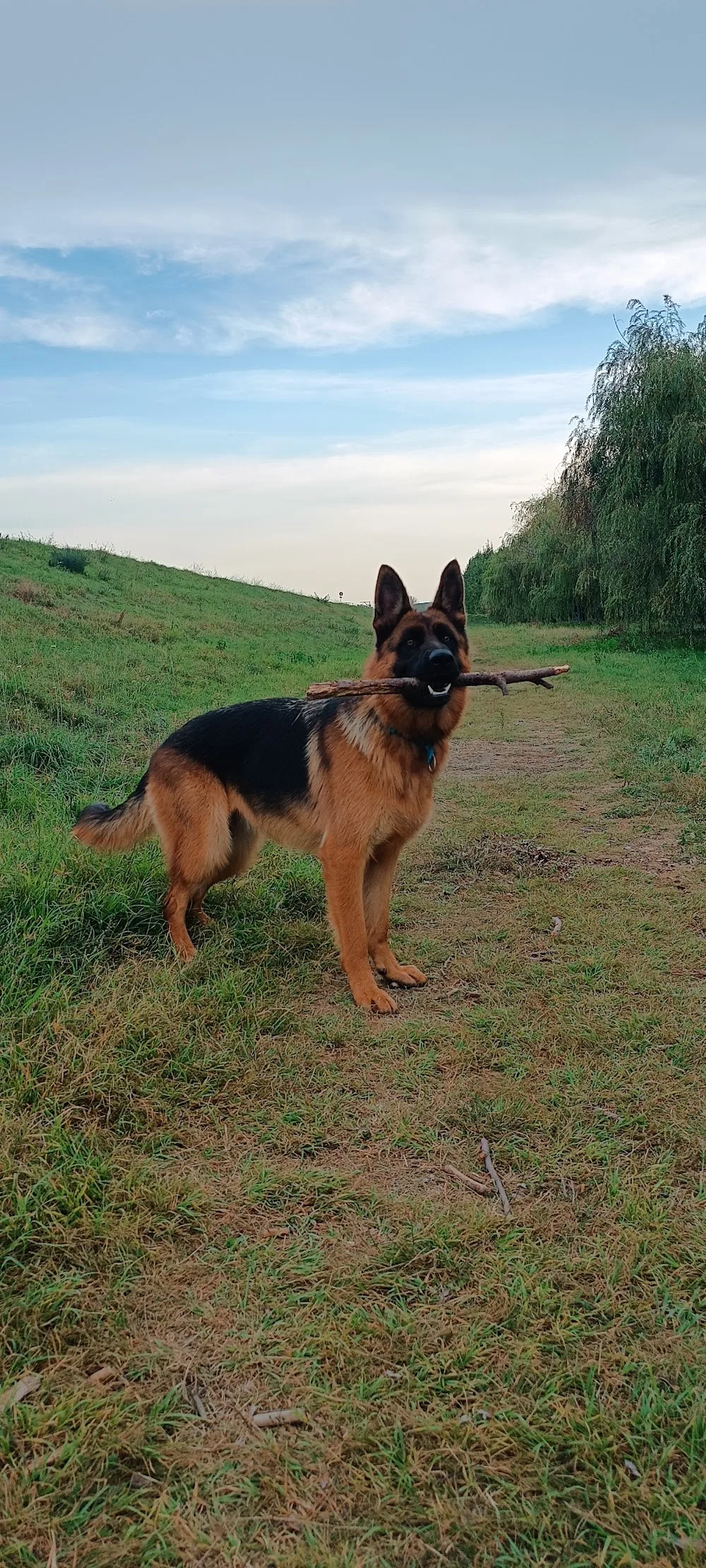 Alba-Danubia Kennel (Német juhász) - Szekszárd pet otel