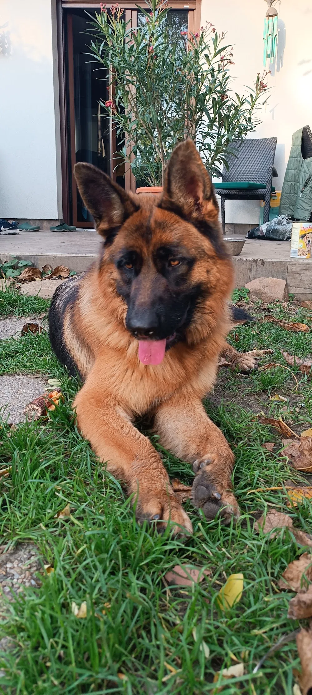 Alba-Danubia Kennel (Német juhász) - Szekszárd pet otel görseli 3