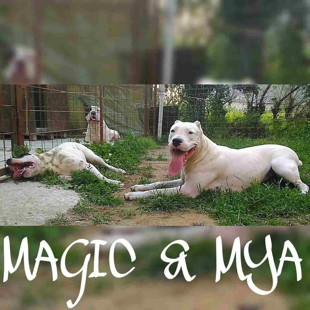 Diego De La Cosa Dogos- argentin dog kennel - Szekszárd pet otel