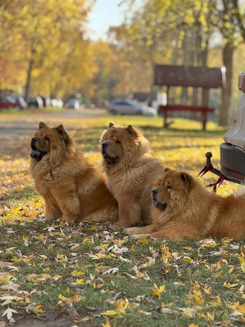 Fanetti La Vita Chow Chow Kennel - Szekszárd pet otel