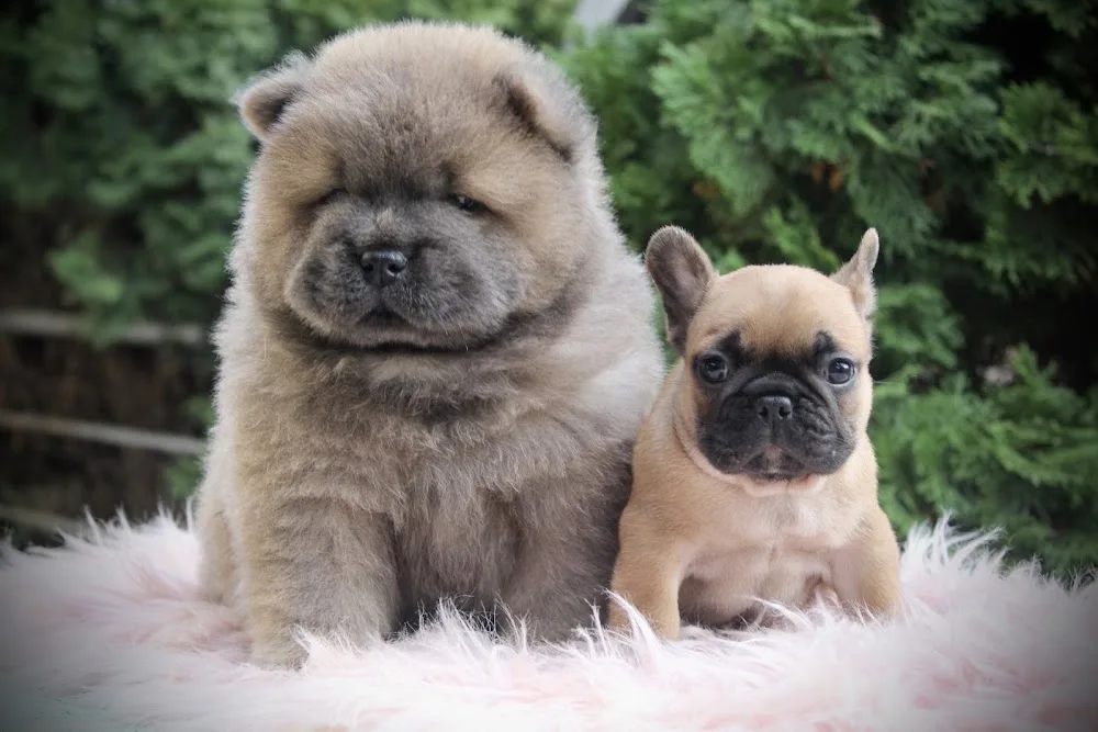 Fanetti La Vita Chow Chow Kennel - Szekszárd pet otel görseli 3