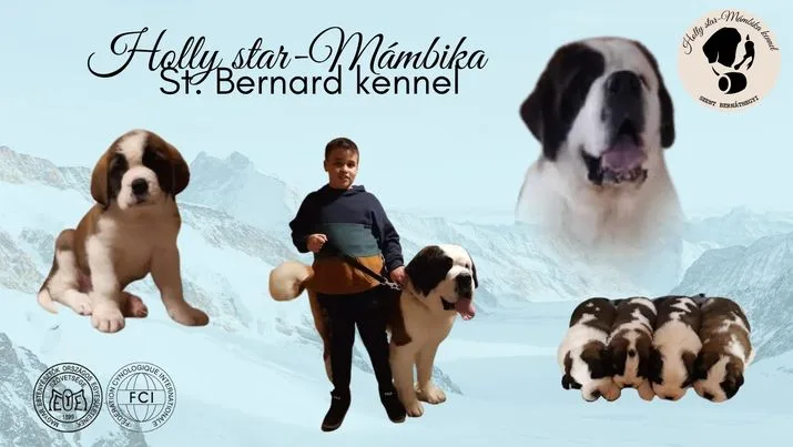 Holly star-Mámbika Szentbernáthegyi kennel - Szekszárd pet otel